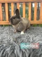 TER ADOPTIE gecastreerde ram, Dieren en Toebehoren, Mannelijk, Klein, 0 tot 2 jaar