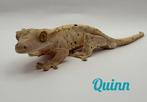 Wimpergekko man, Dieren en Toebehoren, Reptielen en Amfibieën, Overige soorten, Tam, 0 tot 2 jaar