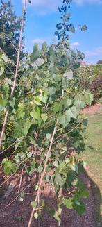 verschillende soorten bomen, Jardin & Terrasse, Plantes | Arbres, Enlèvement, En pot, Arbre à bulbes, 250 à 400 cm