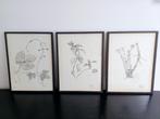 3 mooie lijsten planten, Antiek en Kunst, Kunst | Tekeningen en Fotografie, Ophalen of Verzenden