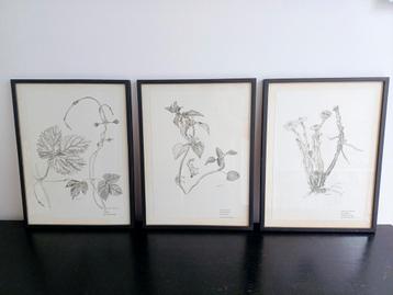 3 mooie lijsten planten beschikbaar voor biedingen