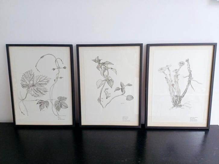 3 mooie lijsten planten, Antiek en Kunst, Kunst | Tekeningen en Fotografie, Ophalen of Verzenden