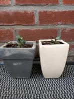 2 potten met jade/crassula plant 3€, Ophalen