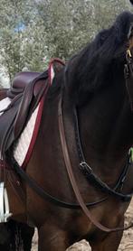 All About Kristy Safety Belt ultimate bokriem zwart full, Dieren en Toebehoren, Ophalen of Verzenden, Gebruikt, Overige soorten