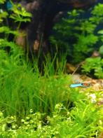 Endler guppy Japan blue, Dieren en Toebehoren, Vissen | Aquariumvissen, Vis