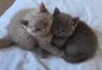 Blauw Britse korthaar kitten, Dieren en Toebehoren, Poes