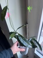 Hoya griffithii splash plant, Huis en Inrichting, Ophalen of Verzenden