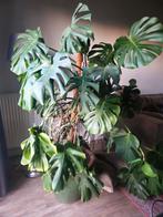 Mooie grote monstera in pot, Huis en Inrichting, Kamerplanten, Ophalen, In pot