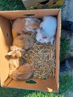 dwerg konijntjes, Dieren en Toebehoren, Dwerg
