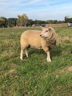 Ooilammeren te koop, Dieren en Toebehoren, Vrouwelijk, Schaap, 0 tot 2 jaar