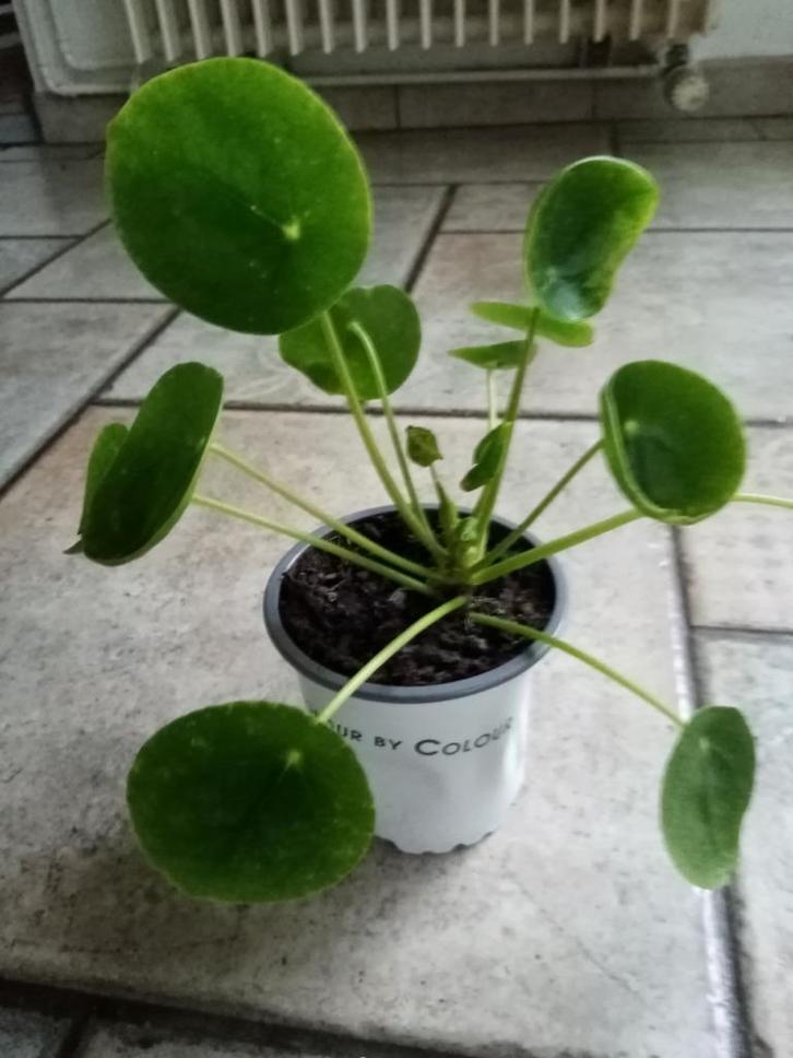 Plant: pannenkoekenplant, Huis en Inrichting, Kamerplanten, Ophalen of Verzenden