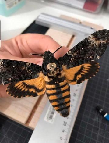 Acherontia Atropos te koop Deathhead hawk moth. 