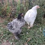 Brahma hennen in verschillende kleuren, Dieren en Toebehoren, Pluimvee
