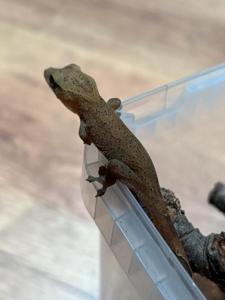 Sarasinorum nakweek, Dieren en Toebehoren, Reptielen en Amfibieën, Hagedis, 0 tot 2 jaar