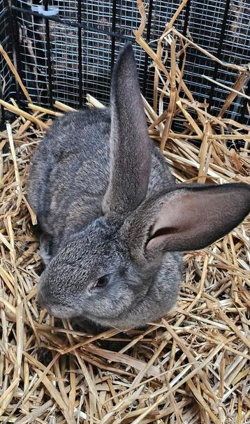 Laatste vlaamse reus , wildkleur. beschikbaar voor biedingen