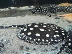 Pure black diamond /potamotrygon, Dieren en Toebehoren, Vissen | Aquariumvissen, Vis, Zoetwatervis