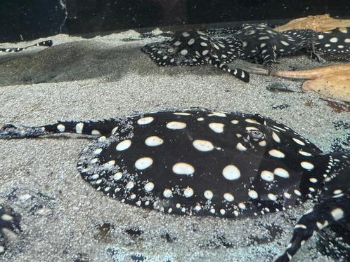Pure black diamond /potamotrygon, Dieren en Toebehoren, Vissen | Aquariumvissen, Zoetwatervis, Vis