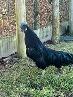 Coq de Cemani à vendre, Animaux & Accessoires, Volatiles
