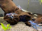 Blauwe Floridakreeftjes, Dieren en Toebehoren, Vissen | Aquariumvissen, Kreeft, Krab of Garnaal, Zoetwatervis
