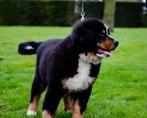 Berner Sennen met stamboom, Dieren en Toebehoren, Honden | Bulldogs, Pinschers en Molossers, CDV (hondenziekte), Sennenhond, België