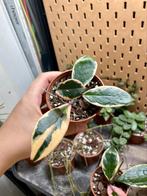Hoya flamingo dream, Ophalen of Verzenden