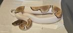 ball python 1.0 mojave pied het ultramel, Dieren en Toebehoren, Slang, Tam, 0 tot 2 jaar