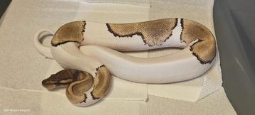 ball python 1.0 mojave pied het ultramel beschikbaar voor biedingen