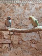 Opaline halsbandparkieten, Meerdere dieren, Parkiet, Geringd