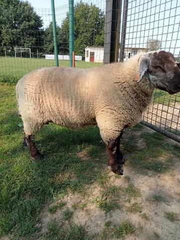 Mannelijke schapen 60 kg beschikbaar voor biedingen