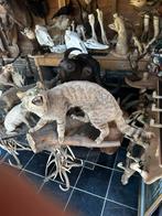 Zeer oude opgezette kat, Ophalen of Verzenden