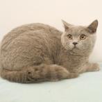 British Shorthair (Bleu) - chatons à vendre, Animaux & Accessoires, Vermifugé, Plusieurs animaux, 0 à 2 ans