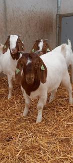 Boergeit, mieke, Dieren en Toebehoren