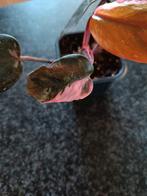 Philodendron pink princess, Huis en Inrichting, Kamerplanten, Ophalen