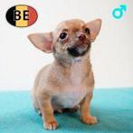 Vrolijke en expressieve Chihuahua-puppy’s te koop, België, Handelaar, CDV (hondenziekte), 8 tot 15 weken