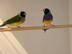 Mooie forse gouldamadines natuurbroed, Dieren en Toebehoren, Geringd