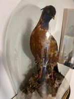 Stolp met Vietnamese fazant in prachtige staat!, Verzamelen, Dierenverzamelingen, Opgezet dier, Vogel, Zo goed als nieuw, Ophalen
