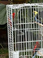 Rosellas en pennanten