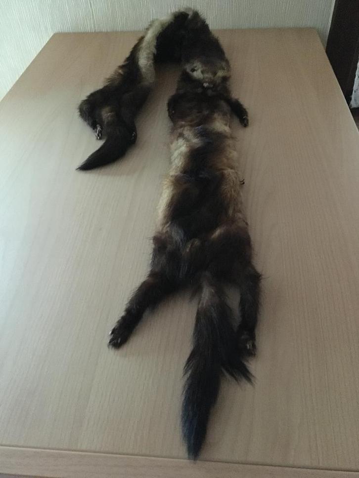 bontsjaal in echte pels – volledig gevoerd, Kleding | Dames, Mutsen, Sjaals en Handschoenen, Zo goed als nieuw, Sjaal, Ophalen of Verzenden