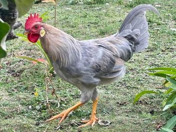 Leghorn isabelpatrijs haan en goudpatrijs hen(nen) beschikbaar voor biedingen