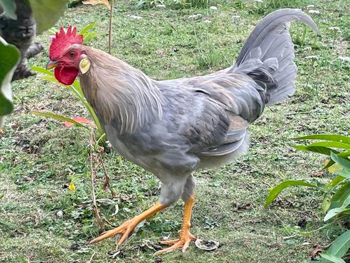Leghorn isabelpatrijs haan en goudpatrijs hen(nen), Dieren en Toebehoren, Pluimvee, Kip, Meerdere dieren