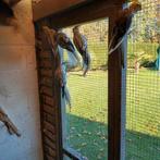 Valkparkieten allemaal poppen, Dieren en Toebehoren