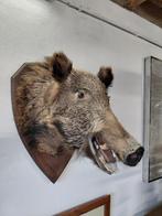 Taxidermie: everzwijn, Ophalen