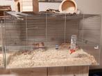 Goudhamster met kooi en toebehoren, Ophalen, Zo goed als nieuw, Kooi, Hamster