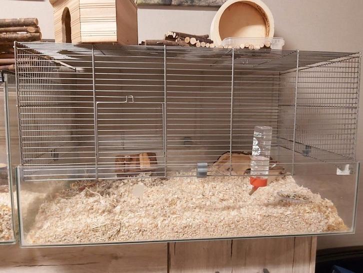 Goudhamster met kooi en toebehoren, Dieren en Toebehoren, Knaagdieren en Konijnen | Hokken en Kooien, Zo goed als nieuw, Kooi