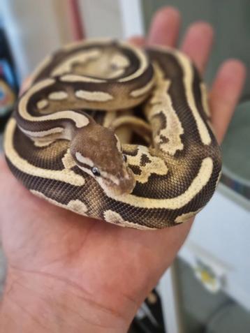 Python regius disponible aux enchères