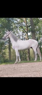 Lieve merrie, Dieren en Toebehoren, Paarden, Minder dan 160 cm, Zadelmak, 7 tot 10 jaar, Recreatiepaard