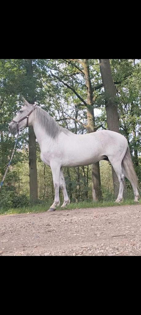 Lieve merrie, Dieren en Toebehoren, Paarden, Merrie, Zadelmak, Minder dan 160 cm, 7 tot 10 jaar, Recreatiepaard, Gechipt, Ontwormd