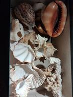 Collection de coquillages, Enlèvement, Coquillage(s)