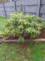 Fleurs, Tuin en Terras, Planten | Bomen, Ophalen