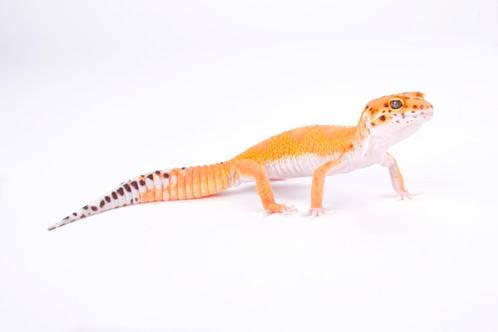 GEZOCHT! luipaardgekko liefst met veel kleur tangerine, Animaux & Accessoires, Reptiles & Amphibiens, Lézard, 0 à 2 ans, Domestique